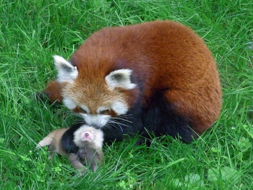 Red Panda tending its cub