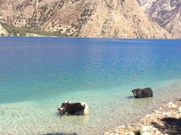 Yaks soaking in Phoksundo lake