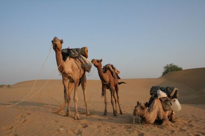 Camel safari